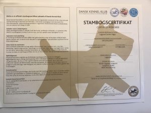 Stambogscertifikat